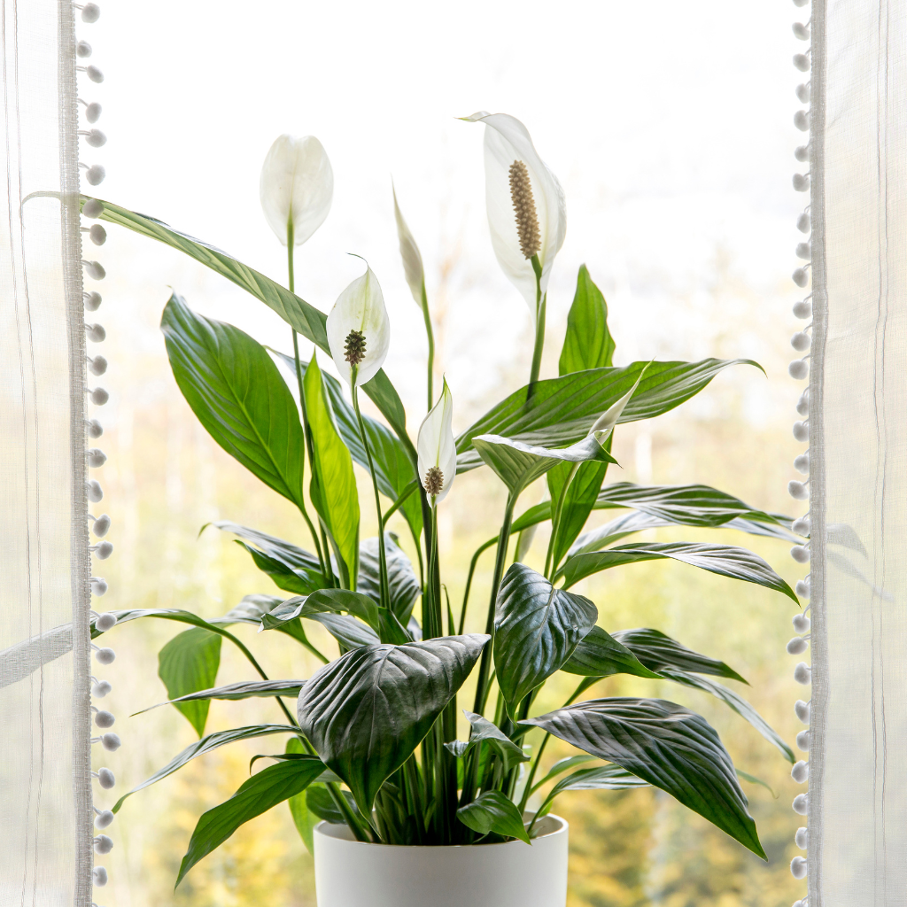 A Peace Lily Started It All